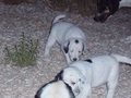 Hunde & Hundebabys 2007 26501394