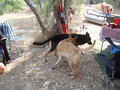 Hunde & Hundebabys 2007 26501923