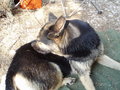 Hunde & Hundebabys 2007 26502038