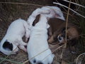 Hunde & Hundebabys 2007 26502572