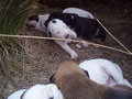 Hunde & Hundebabys 2007 26502870