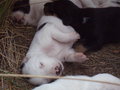 Hunde & Hundebabys 2007 26503125