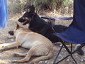 Hunde & Hundebabys 2007 26503634