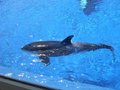 Sea World - San Diego 23781633