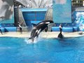 Sea World - San Diego 23846642