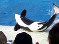 Sea World - San Diego 23848180