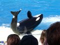 Sea World - San Diego 23848473