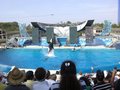 Sea World - San Diego 23849348