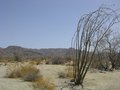 Joshua Tree National Park, California 24198494