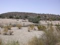 Joshua Tree National Park, California 24199774