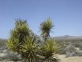 Joshua Tree National Park, California 24199870