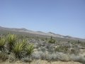 Joshua Tree National Park, California 24200009