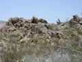 Joshua Tree National Park, California 24200537