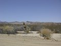 Joshua Tree National Park, California 24200640