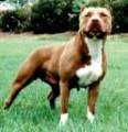 Pitt Bull 6242619