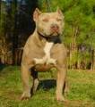 Pitt Bull 6242623