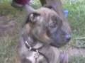 Pitt Bull 6242625