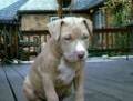 Pitt Bull 8885506