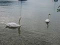 Urlaub Attersee 2008 41104305