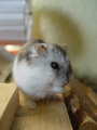 hamster 10536973