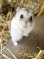 hamster 10536978