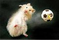 hamster 10536983