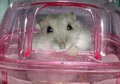 hamster 10536987