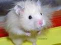 hamster 9070732