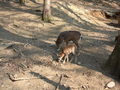 Tierpark Haag 60107679