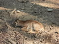 Tierpark Haag 60107718