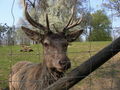 Tierpark Haag 60107804