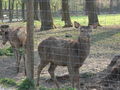 Tierpark Haag 60107926