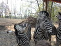 Tierpark Haag 60108064