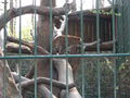 Tierpark Haag 60108292