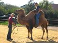 Riding a Camel 27.9.2009 67999995