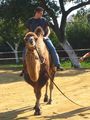 Riding a Camel 27.9.2009 68000052