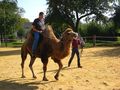 Riding a Camel 27.9.2009 68000814