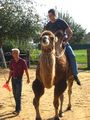 Riding a Camel 27.9.2009 68000894