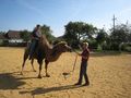 Riding a Camel 27.9.2009 68000997