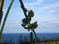 Urlaub Jänner 2005 " Tropea " 53715285