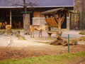 Tierpark Schönbrunn 17088324