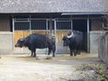 Tierpark Schönbrunn 17088330