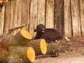 Tierpark Schönbrunn 17088335