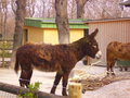 Tierpark Schönbrunn 17088371