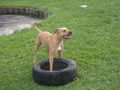 my dog´s 62601324