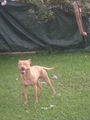 my dog´s 62604671