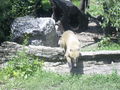 Schönbrunn 13.06.09 61318214