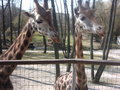 Zoo Schmiding und lena´s 2.Geburts 18408565