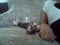 My Cat "Baby" 7417792