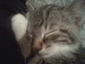 My Cat "Baby" 7417802